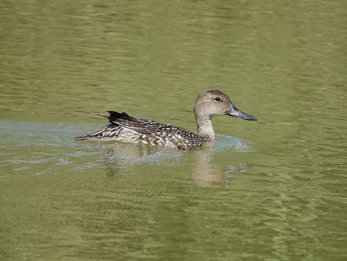 Northern Pintail - ML643419284