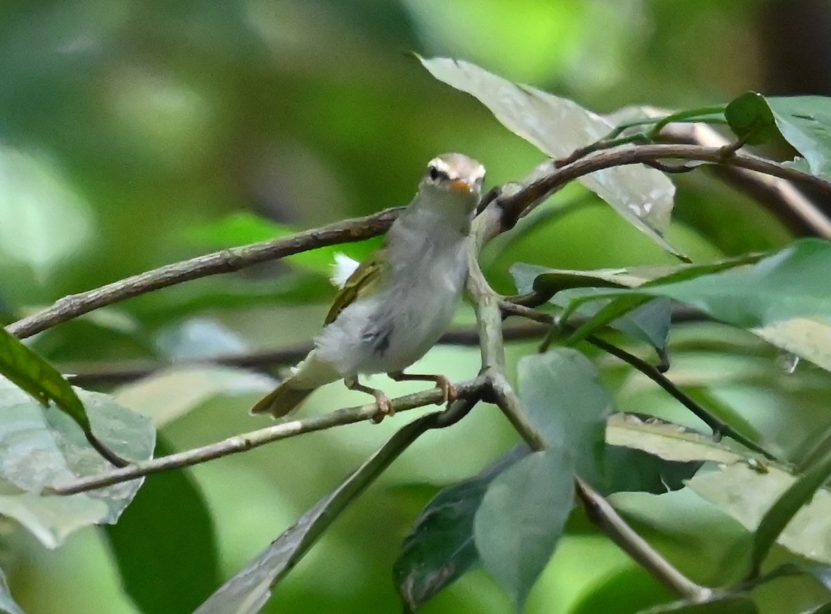 Eastern Crowned Warbler - ML643419308