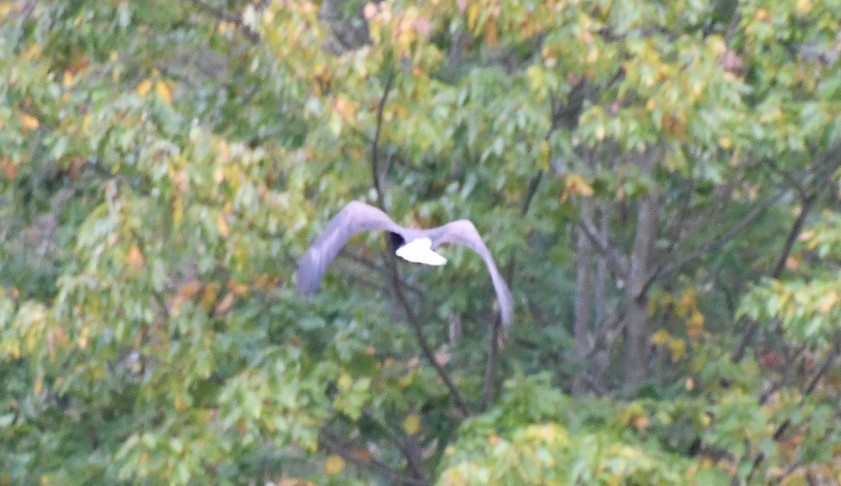 Bald Eagle - ML643419311