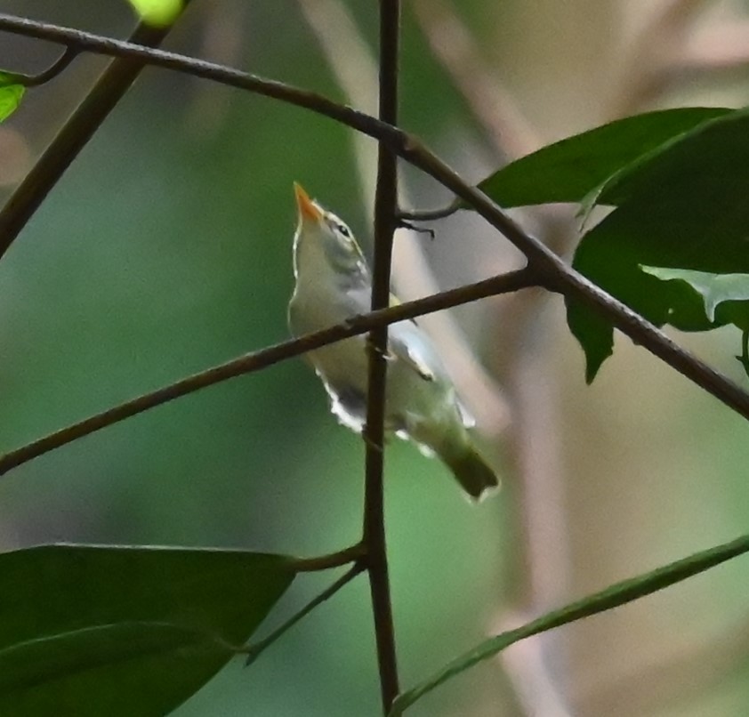 Eastern Crowned Warbler - ML643419331