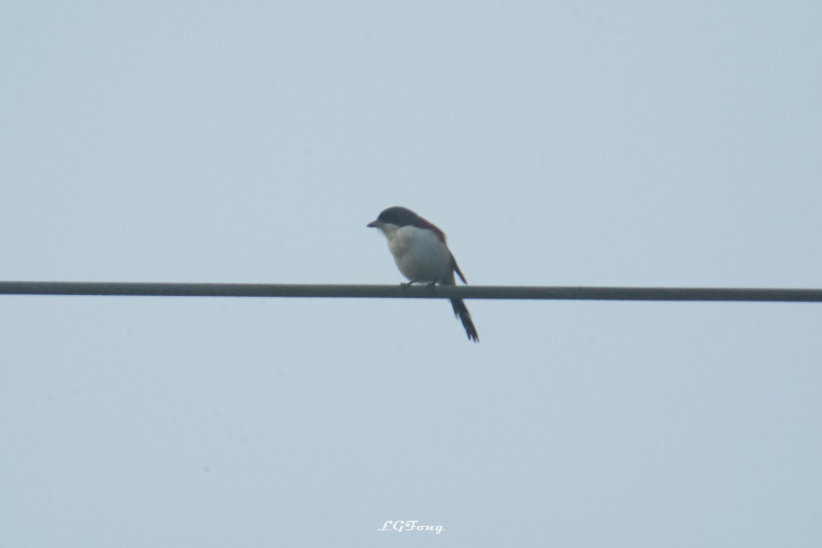 Burmese Shrike - ML643419342