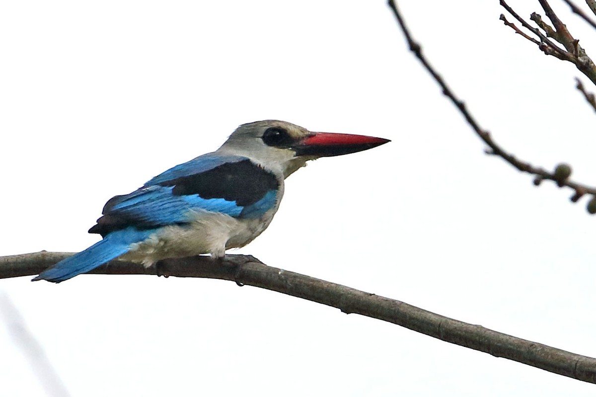 Woodland Kingfisher - ML643419355