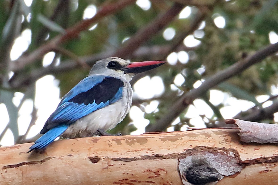 Woodland Kingfisher - ML643419356