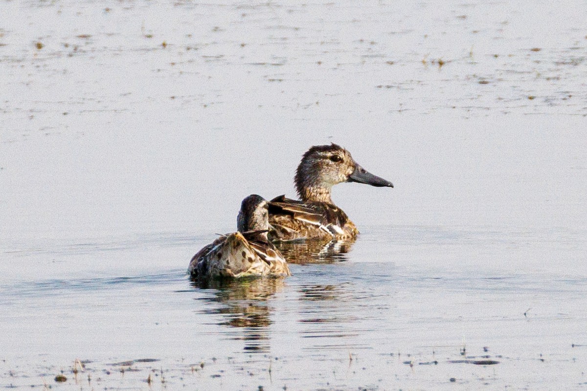 Garganey - ML643419359