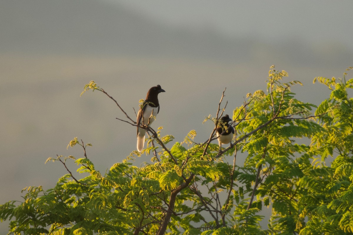 Curl-crested Jay - ML643419384