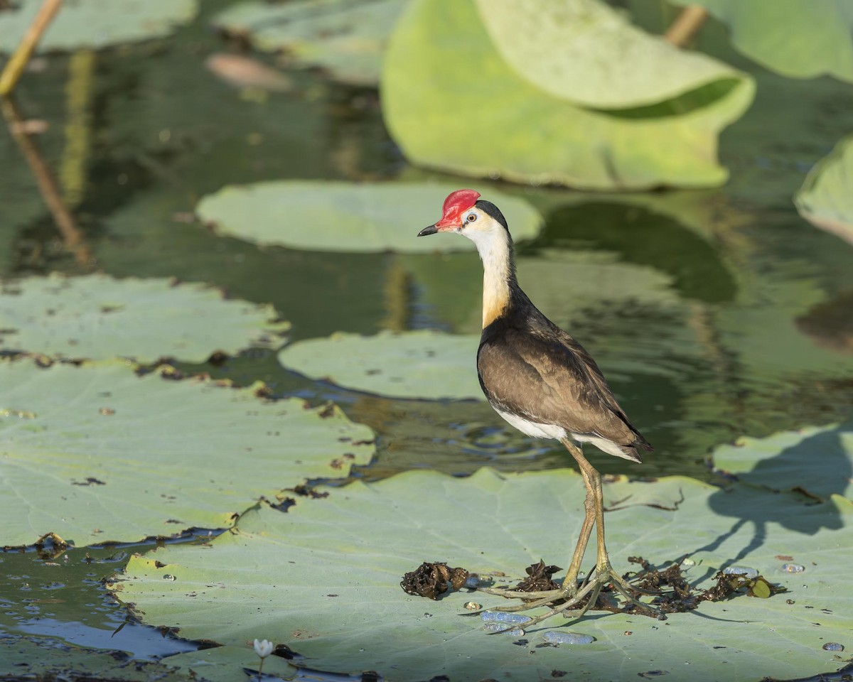 Comb-crested Jacana - ML643419412