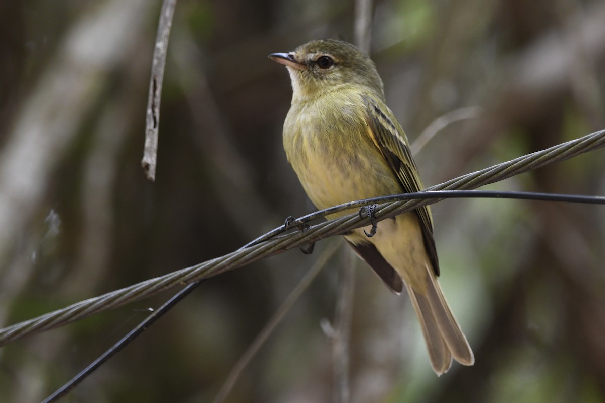 Rough-legged Tyrannulet - ML643419432