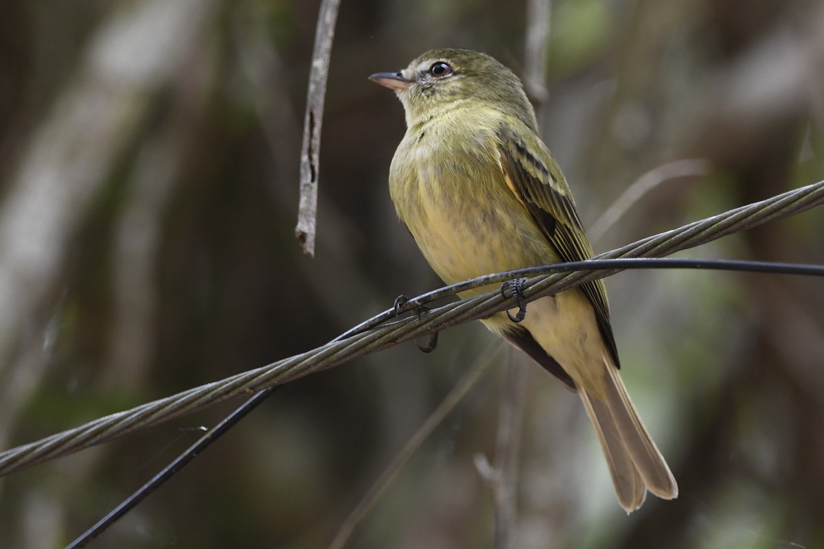 Rough-legged Tyrannulet - ML643419433