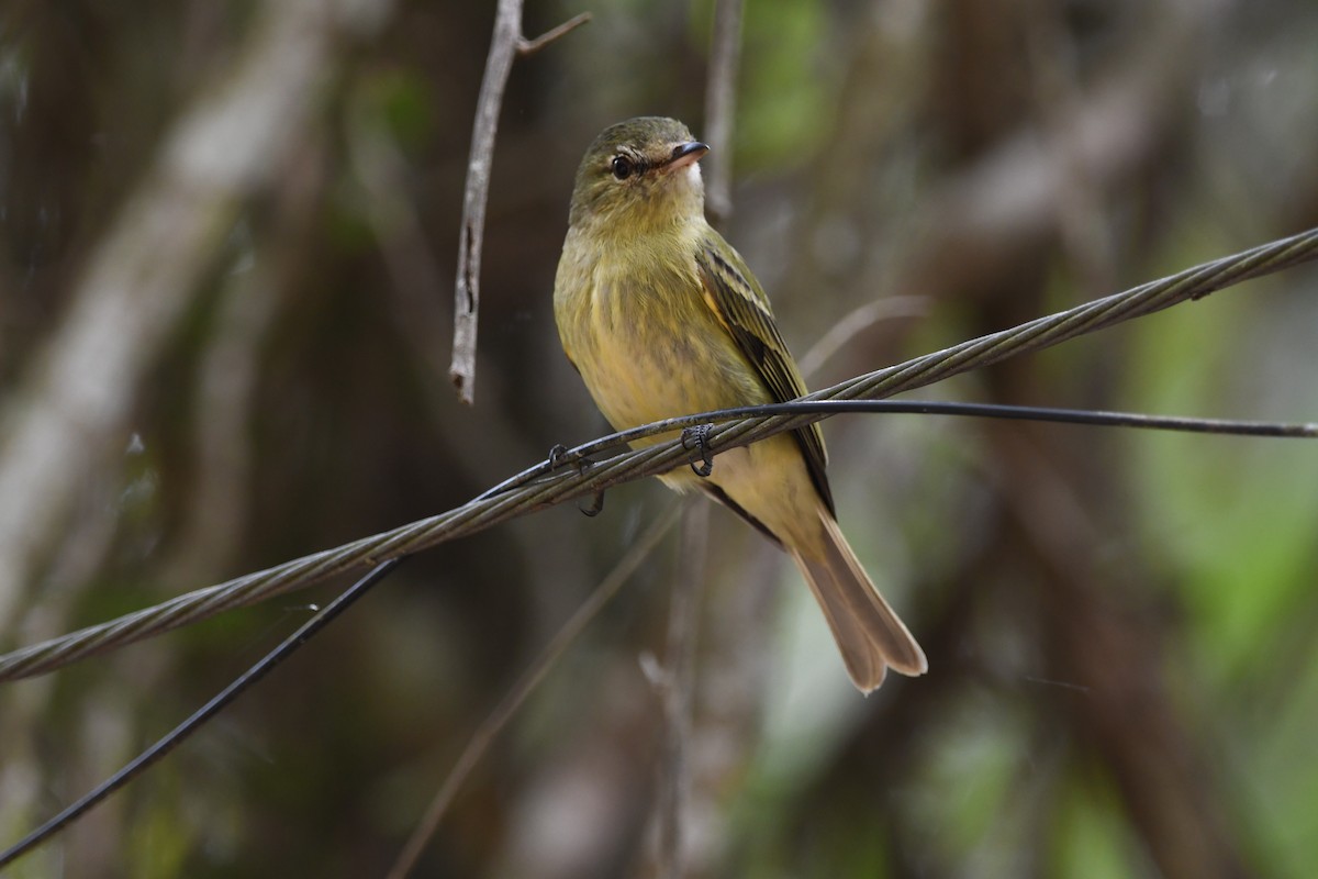 Rough-legged Tyrannulet - ML643419436