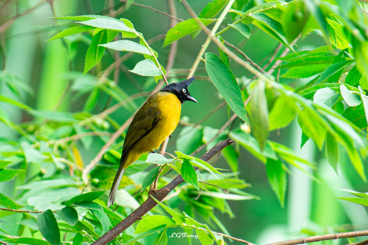 Black-crested Bulbul - ML643419439