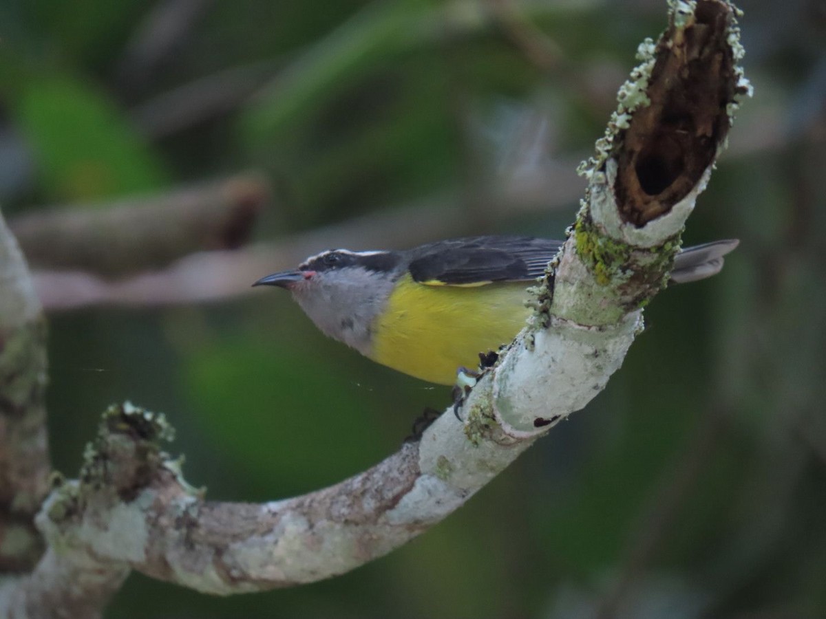 Bananaquit - ML643419442