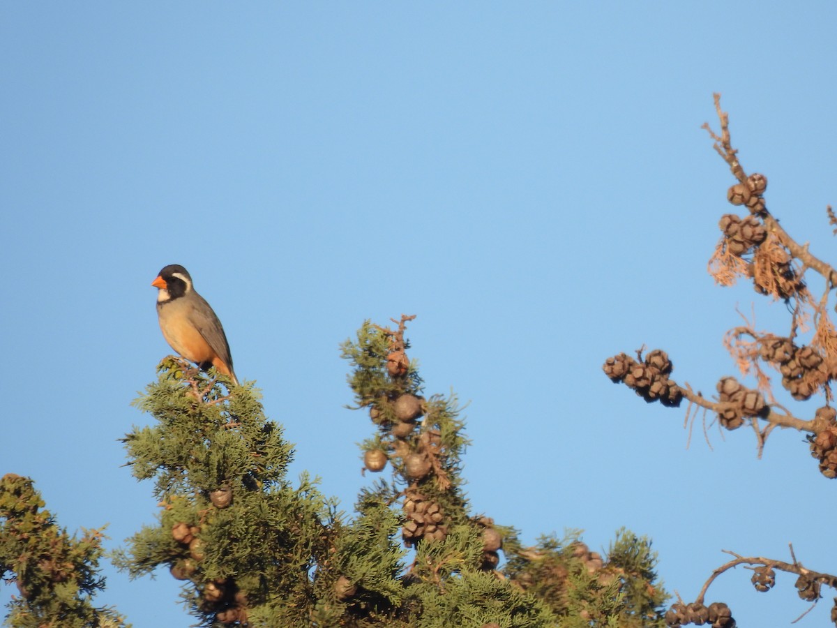 Golden-billed Saltator - ML643419443