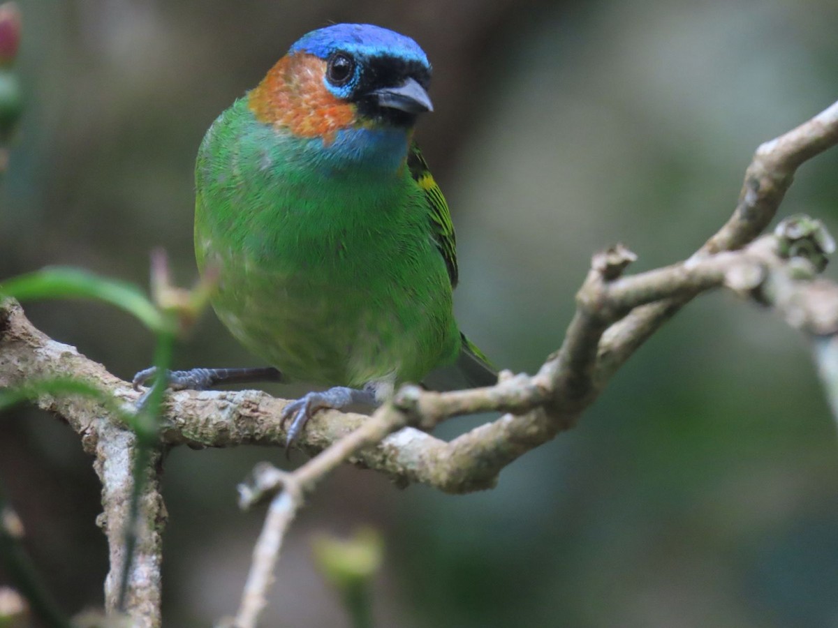 Red-necked Tanager - ML643419448
