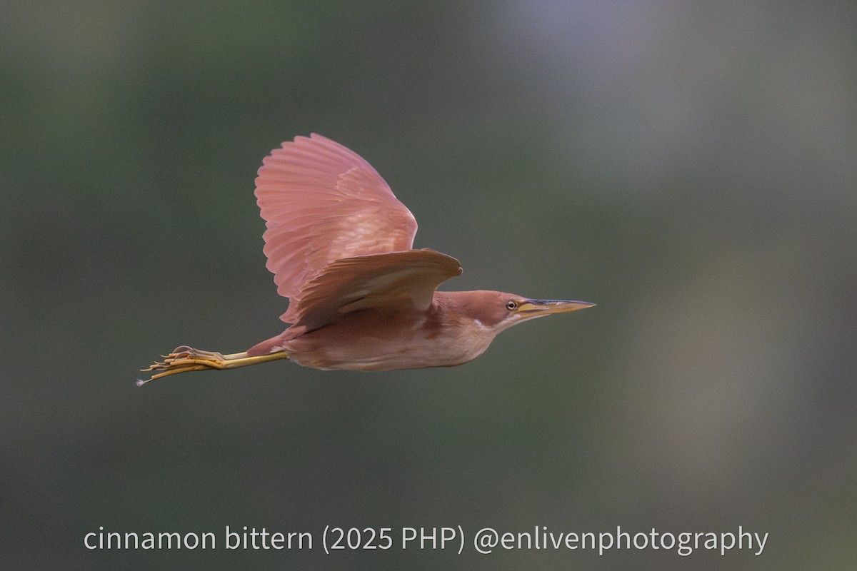 Cinnamon Bittern - ML643419449