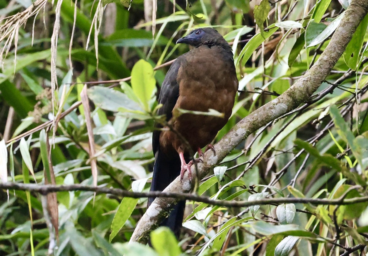 Sickle-winged Guan - ML643419456