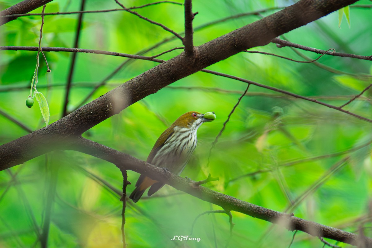 květozob prostý - ML643419457