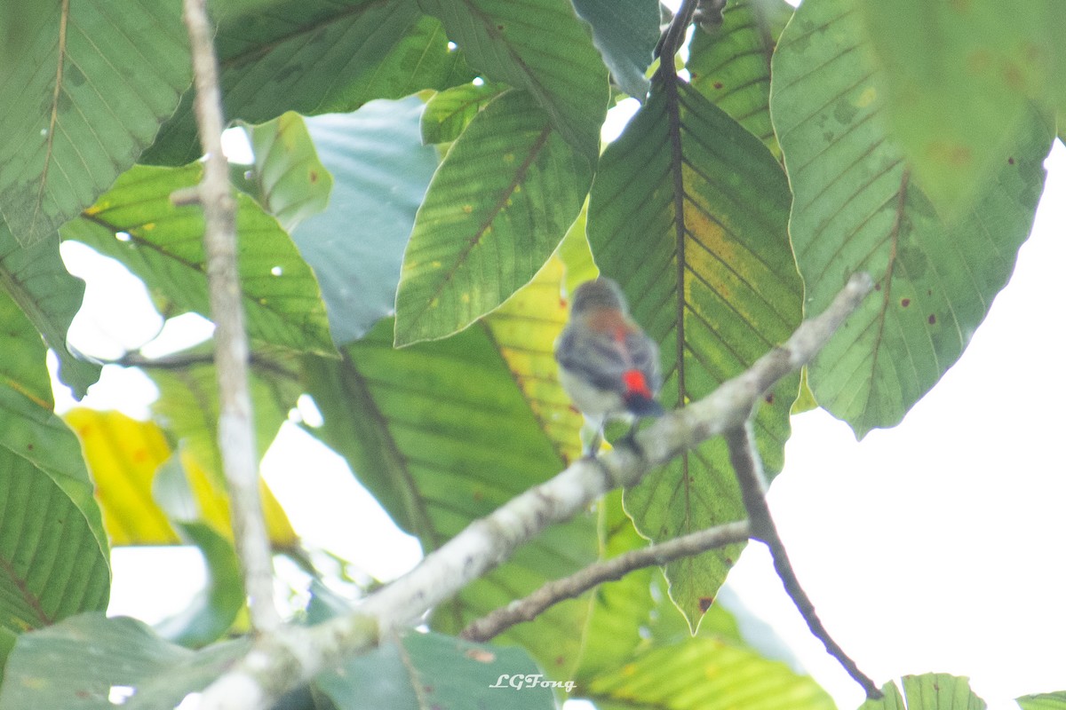 Scarlet-backed Flowerpecker - ML643419462