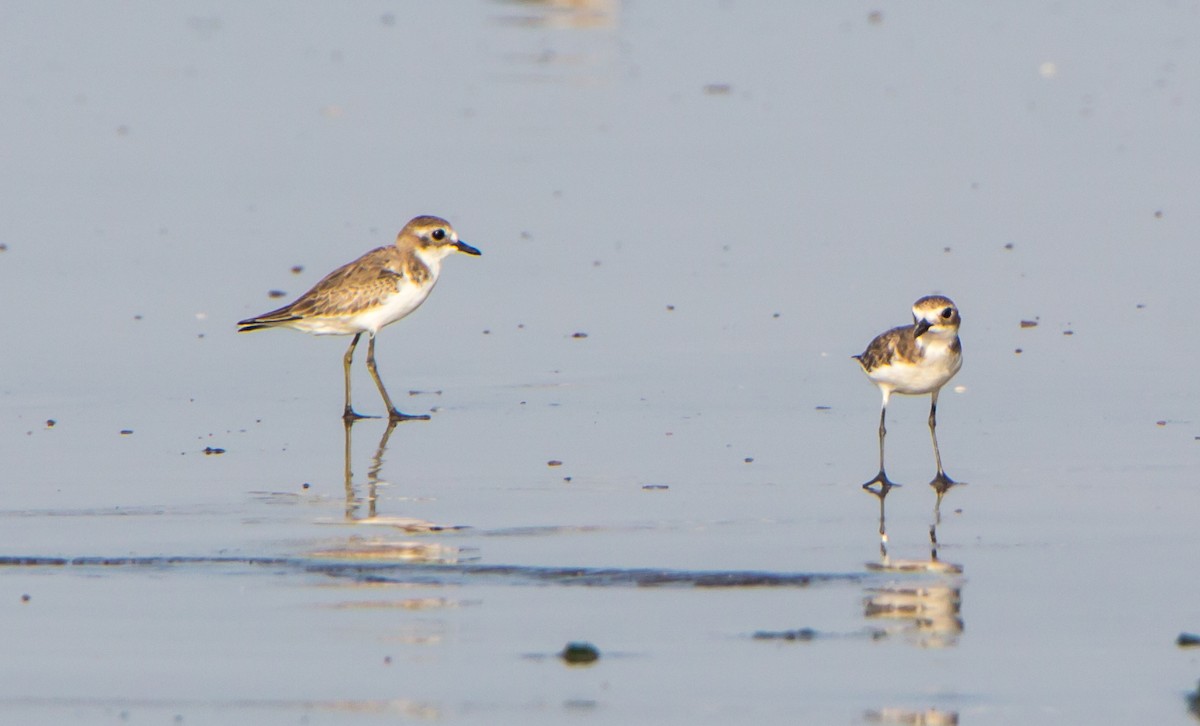 Siberian/Tibetan Sand-Plover - ML643419464