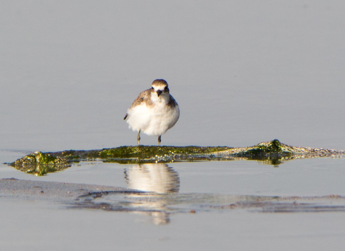 Siberian/Tibetan Sand-Plover - ML643419465