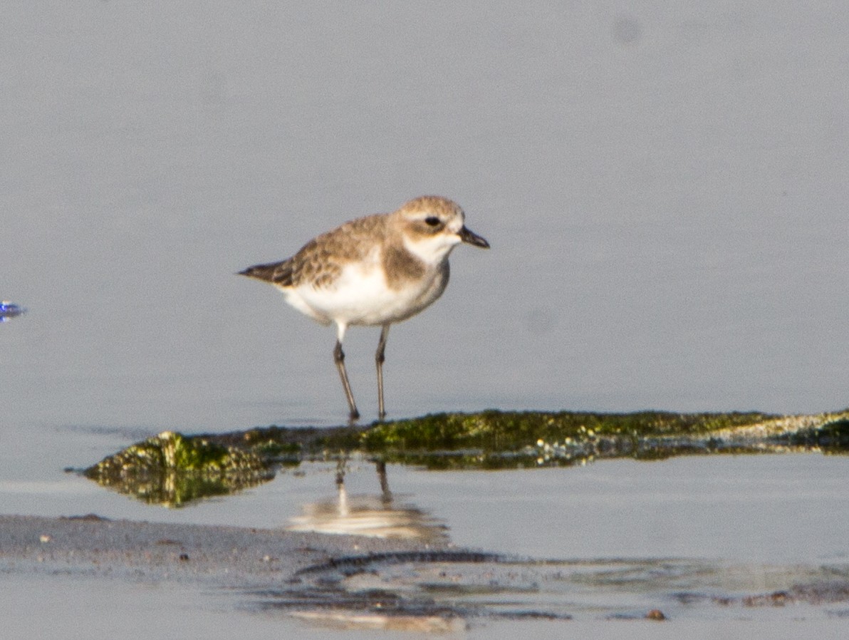 Siberian/Tibetan Sand-Plover - ML643419466