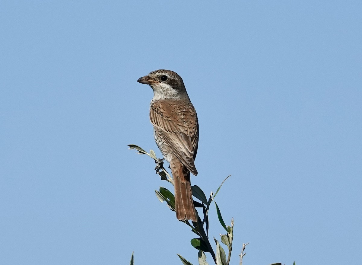 Red-backed Shrike - ML643419469