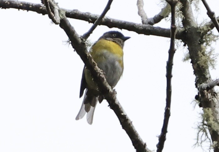 Common Chlorospingus - ML643419477