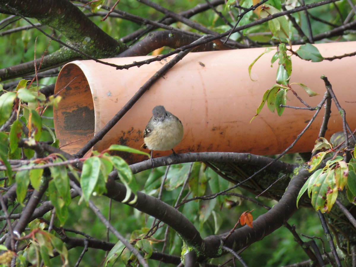 White-winged Black-Tyrant - ML643419488