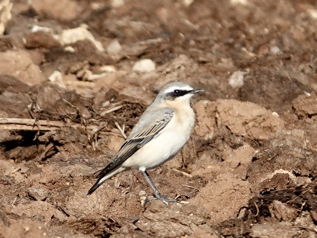 Northern Wheatear - ML643419489