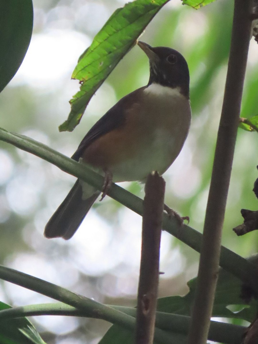 White-necked Thrush - ML643419495