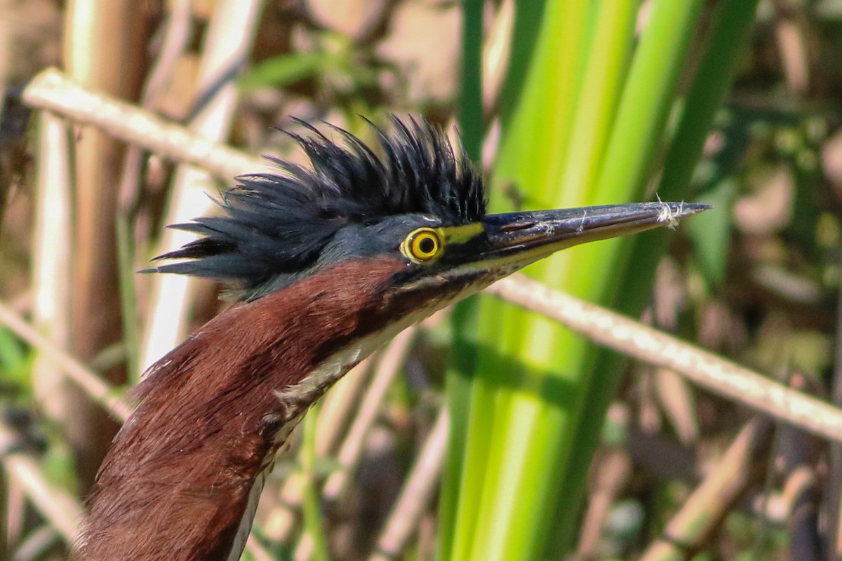 Green Heron - ML643419502
