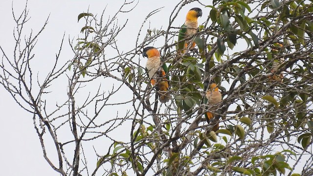 Black-headed Parrot - ML643419514