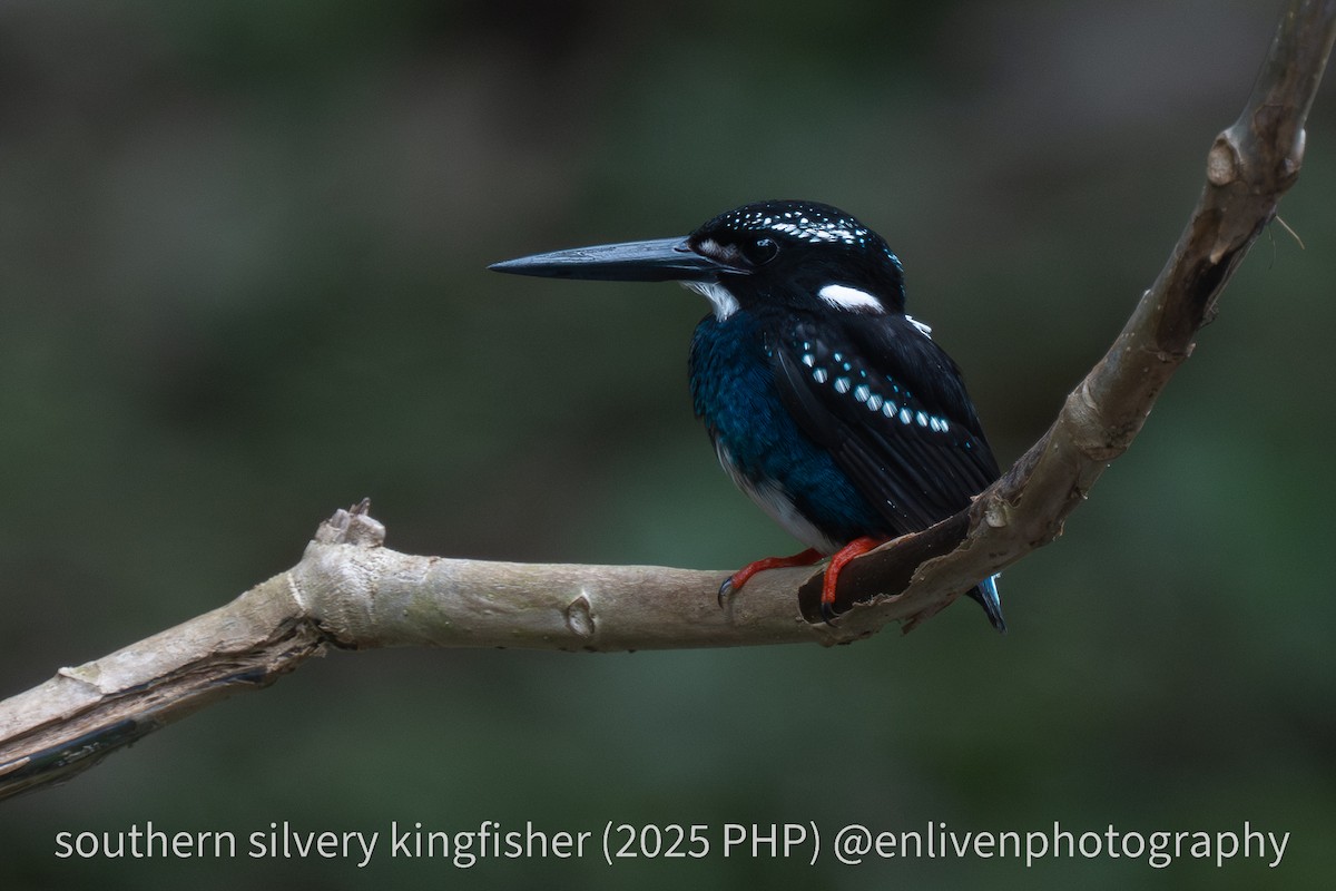 Southern Silvery-Kingfisher - ML643419521