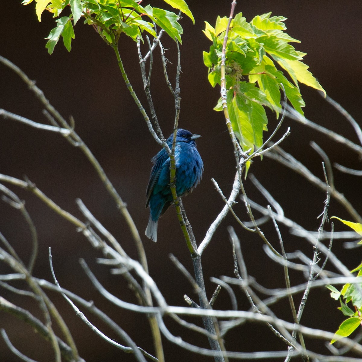 Indigo Bunting - ML643419528
