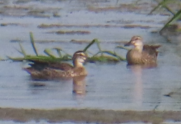 Garganey - ML643419529