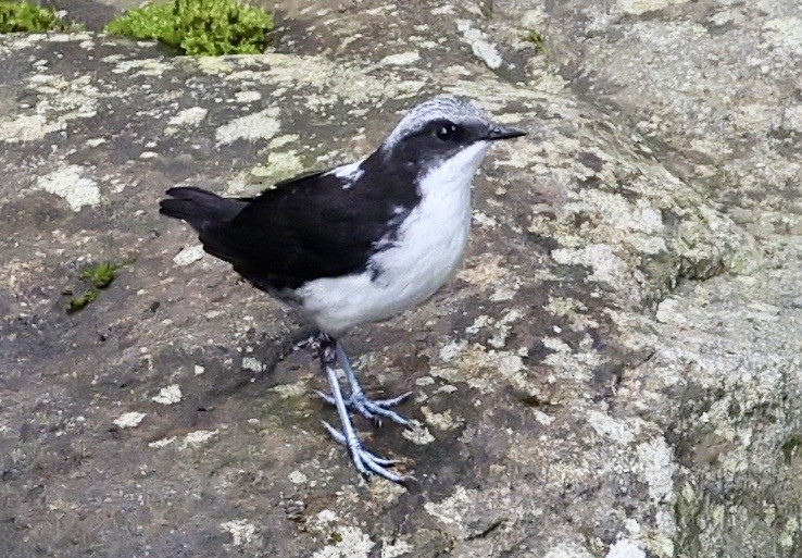White-capped Dipper (White-bellied) - ML643419531
