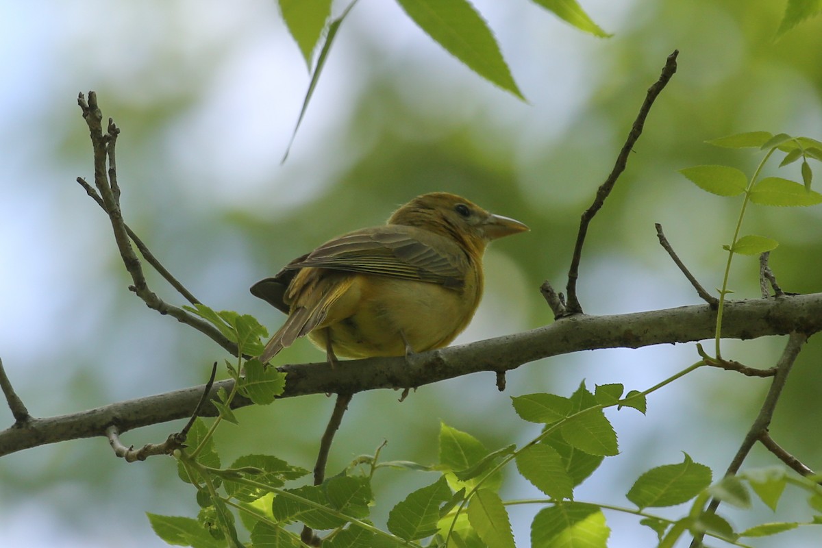 Summer Tanager - ML643419535