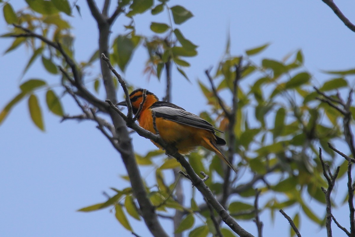 Bullock's Oriole - ML643419541