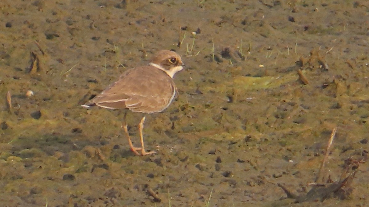 Little Ringed Plover - ML643419545