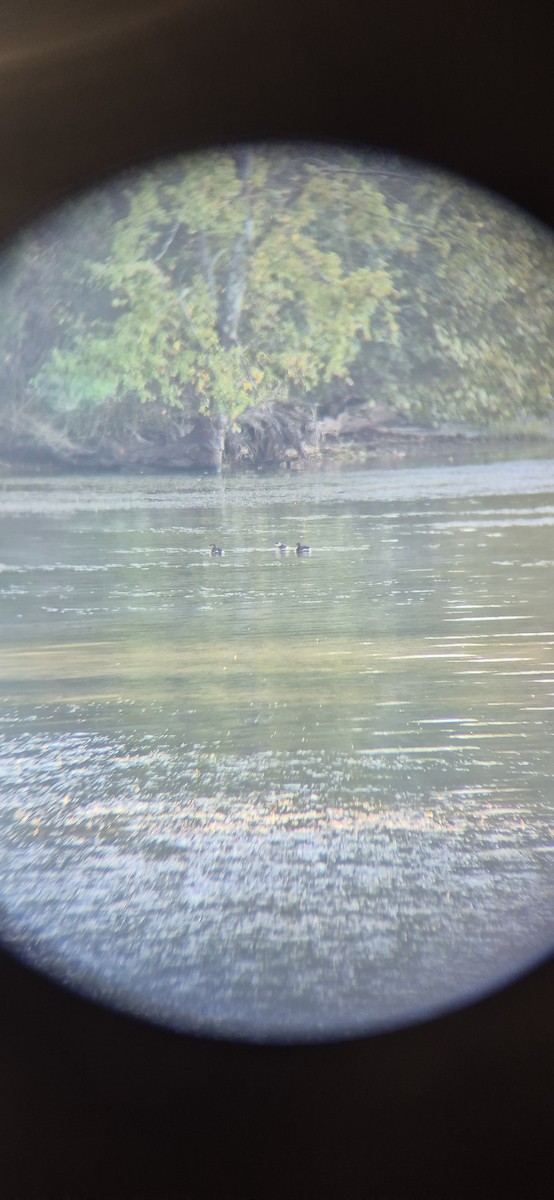 Пірникоза рябодзьоба - ML643419550