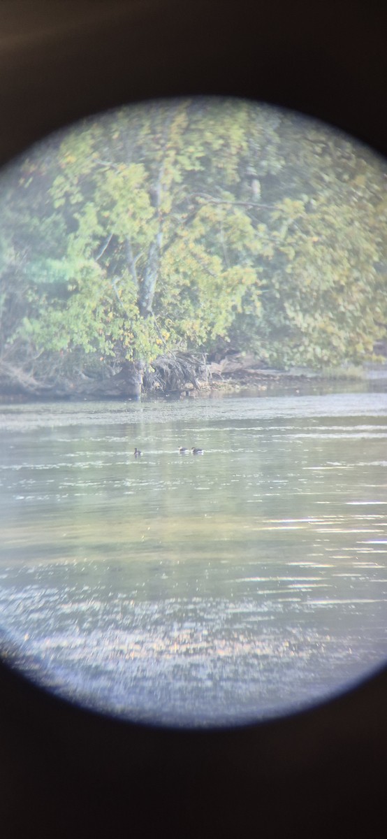 Пірникоза рябодзьоба - ML643419551