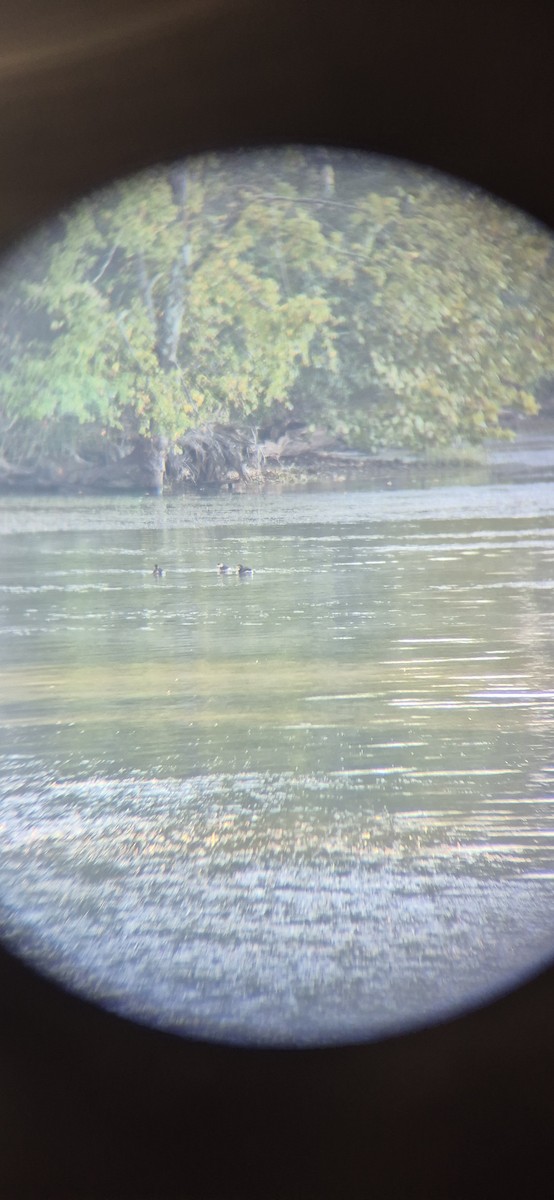 Пірникоза рябодзьоба - ML643419552