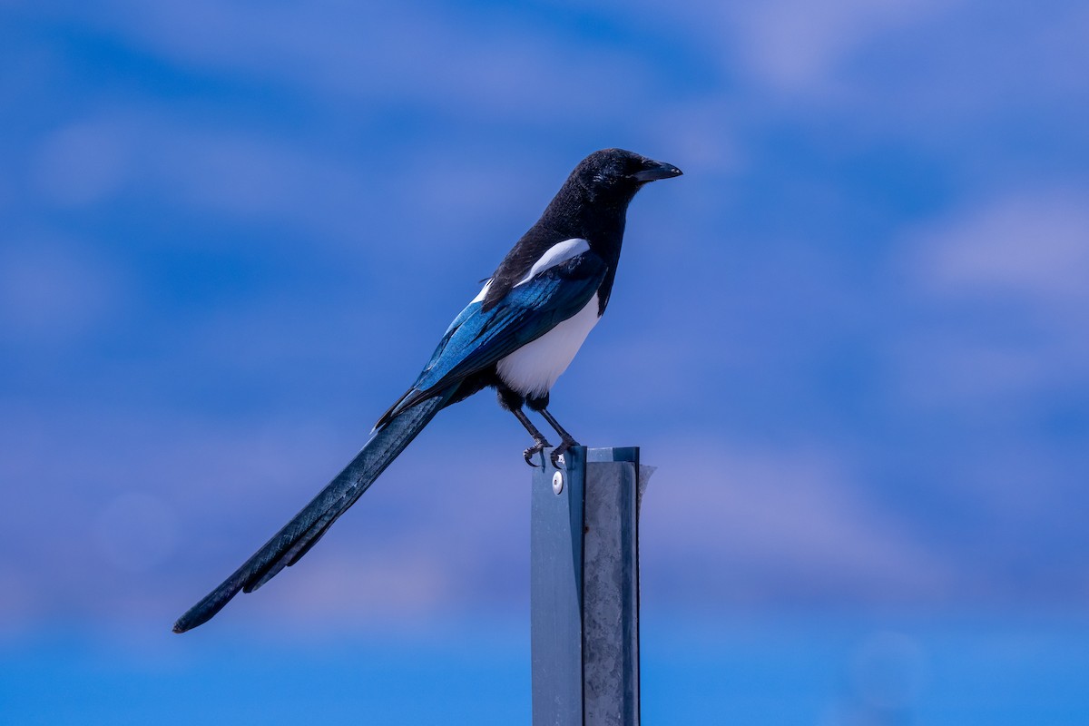 Black-billed Magpie - ML643419553