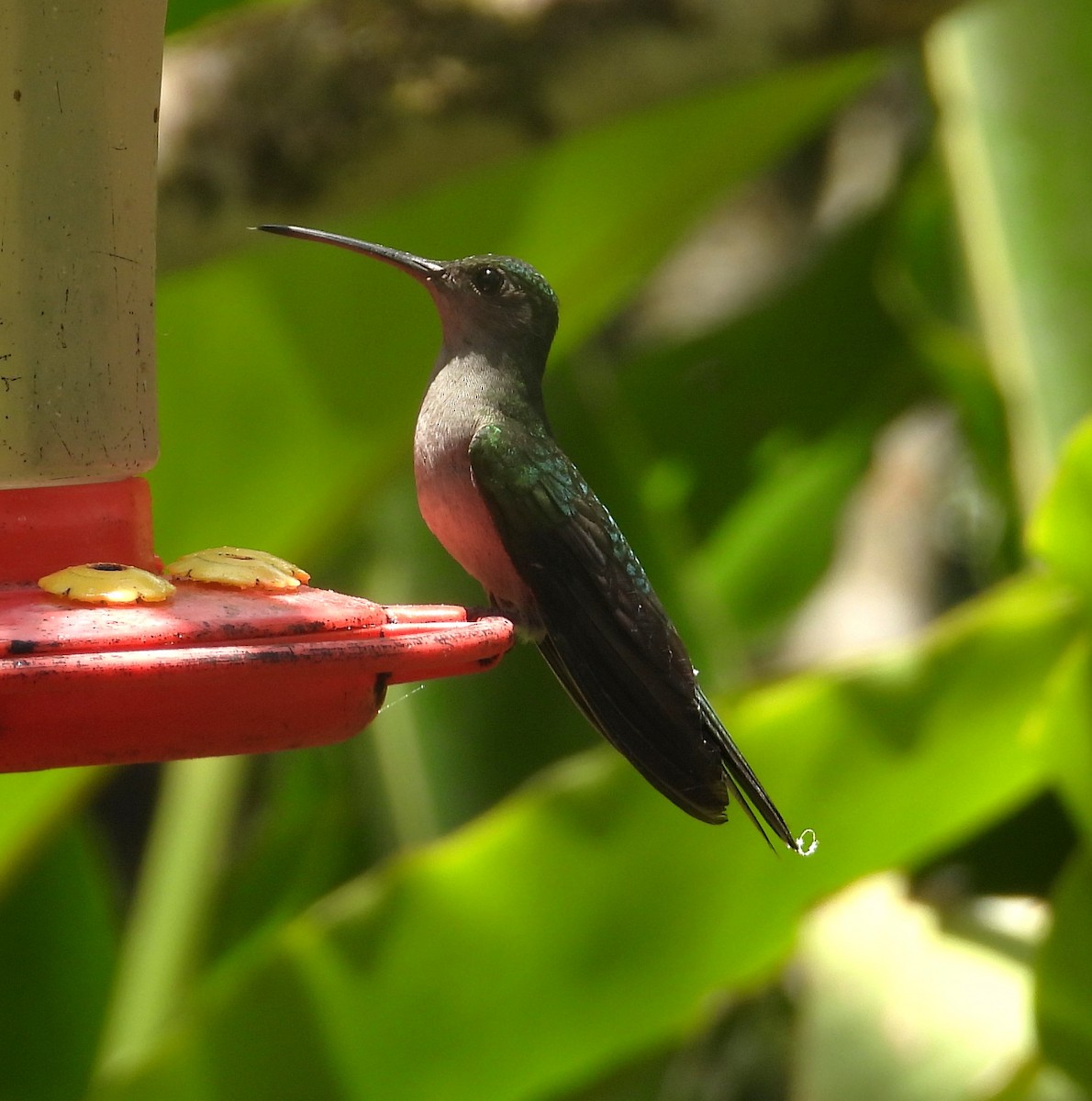 Gray-breasted Sabrewing - ML643419555