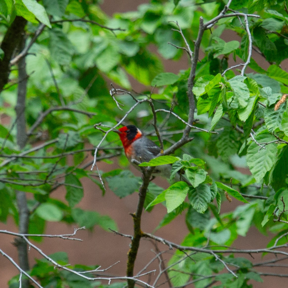 Red-faced Warbler - ML643419560