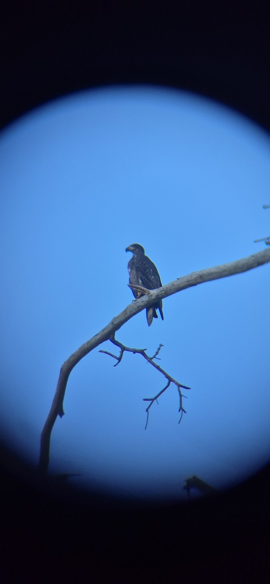 Орлан білоголовий - ML643419573