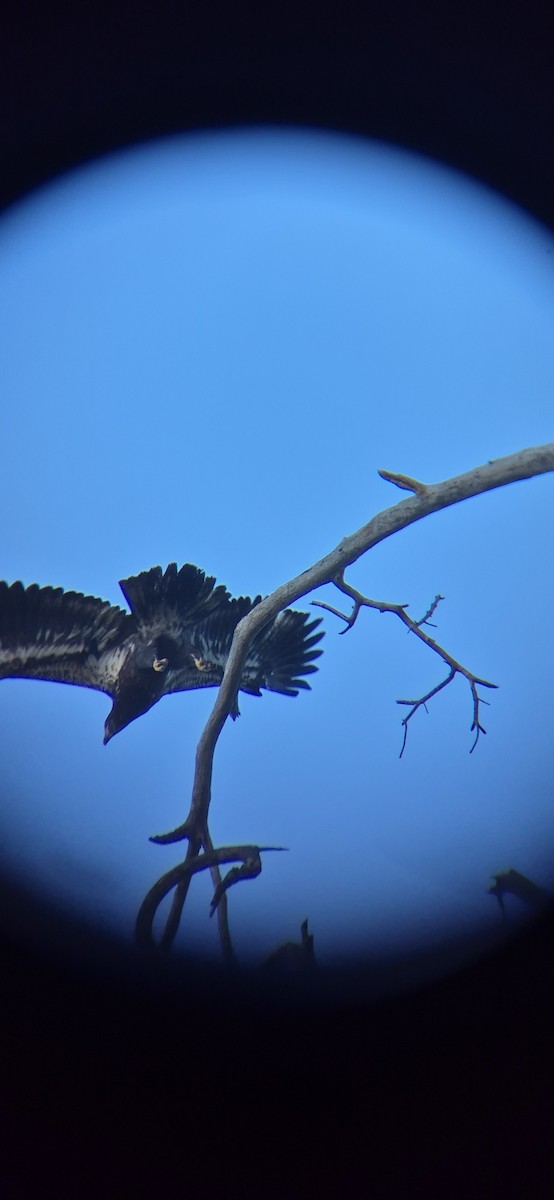 Орлан білоголовий - ML643419574