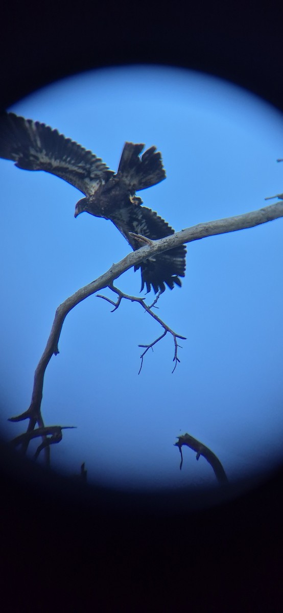 Орлан білоголовий - ML643419575