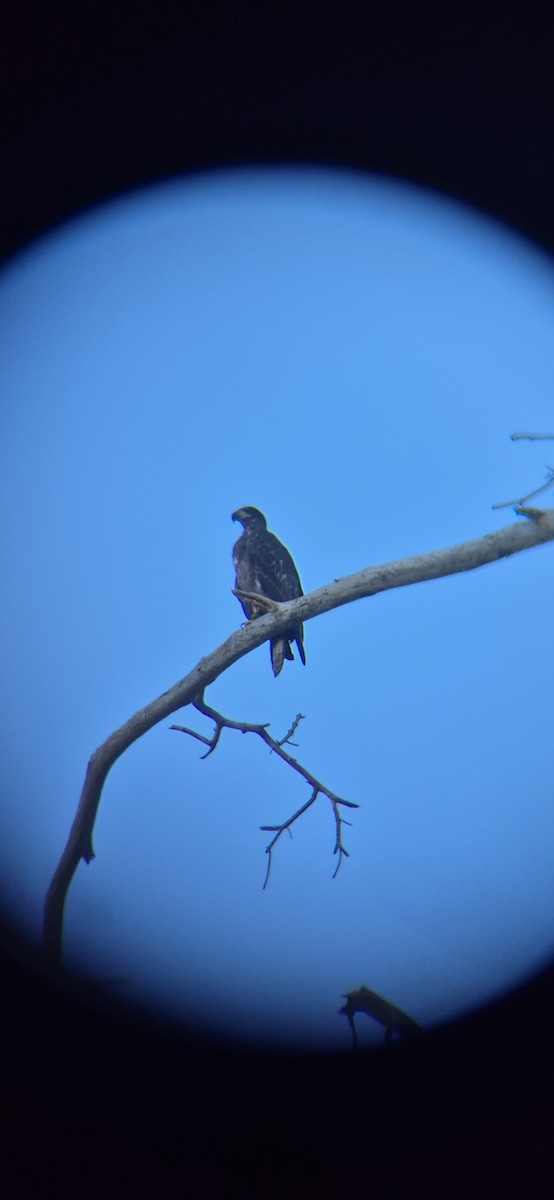 Орлан білоголовий - ML643419576