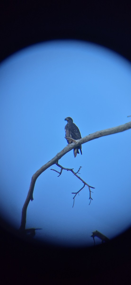 Орлан білоголовий - ML643419577