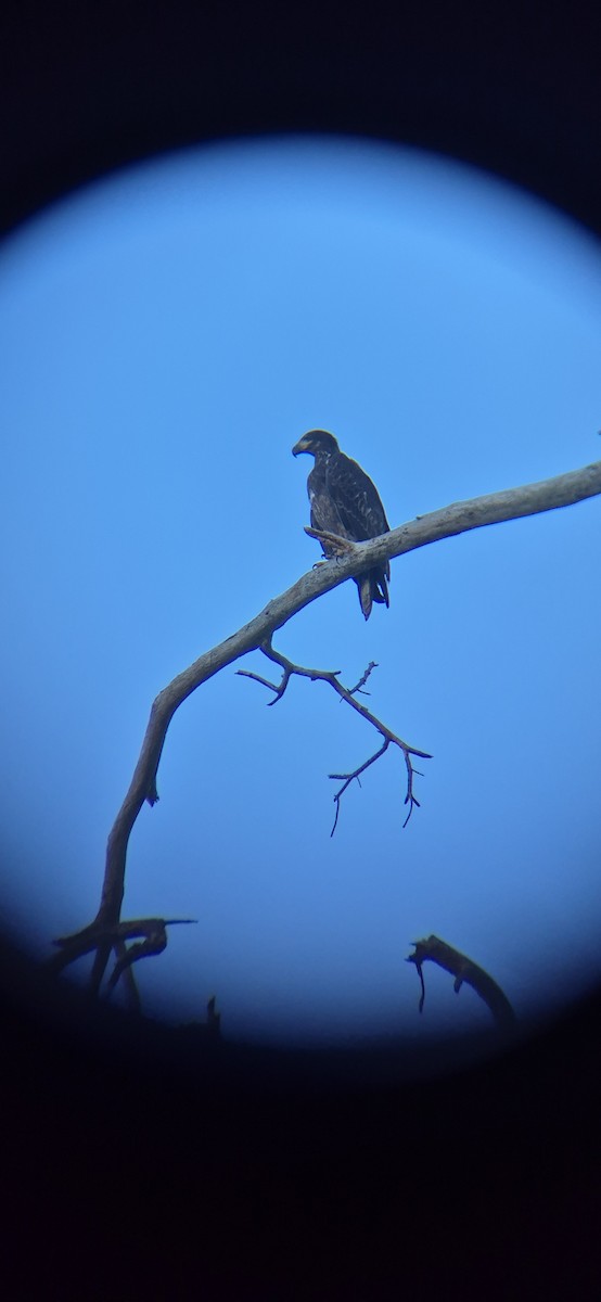 Орлан білоголовий - ML643419578